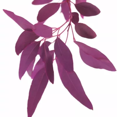 EUCALYPTUS POLYANTHEMOS CERISE