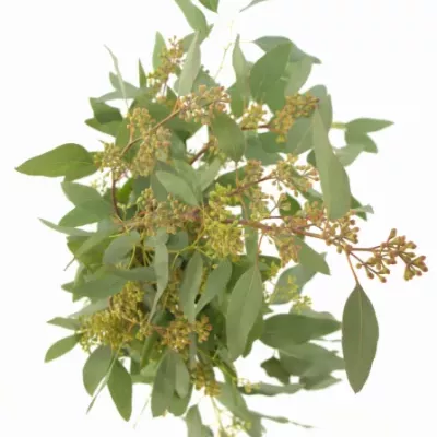 EUCALYPTUS POLYANTHEMOS