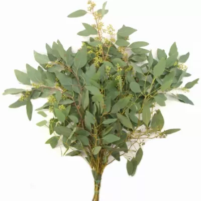 EUCALYPTUS POLYANTHEMOS