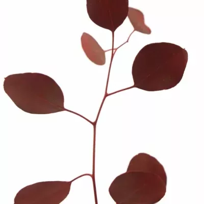 EUCALYPTUS POLYANTHEMOS RED