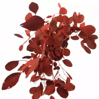 EUCALYPTUS POLYANTHEMOS RED