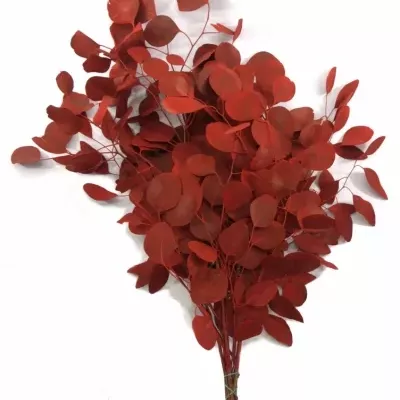 EUCALYPTUS POLYANTHEMOS RED