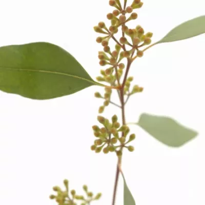 EUCALYPTUS POLYANTHEMOS