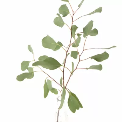 EUCALYPTUS POPULIFOLIA 60cm/200g