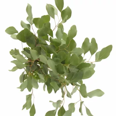 EUCALYPTUS POPULIFOLIA 60cm/200g