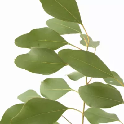 EUCALYPTUS POPULIFOLIA 60cm/200g