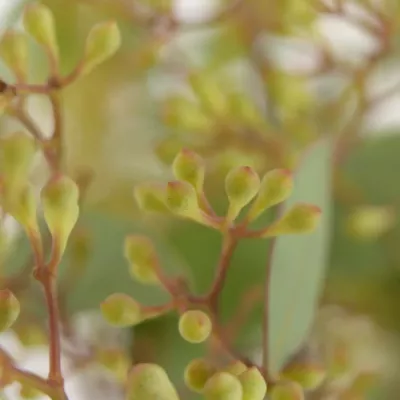 EUCALYPTUS POPULUS BERRIES EX