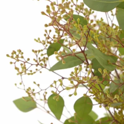 EUCALYPTUS POPULUS BERRIES EX