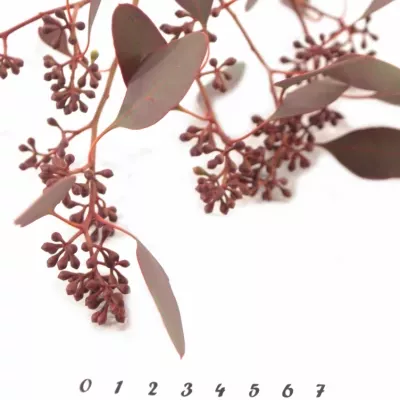 EUCALYPTUS POPULUS BERRIES SHORT 150g