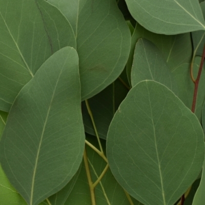 EUCALYPTUS POPULUS