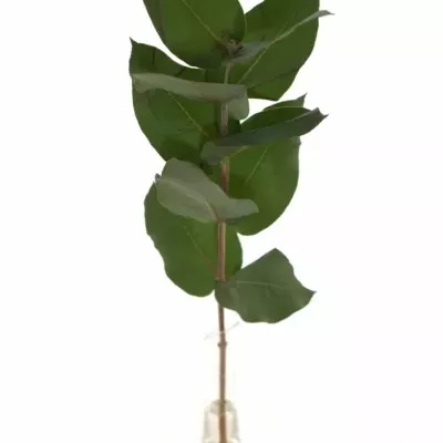 EUCALYPTUS ROBUSTA