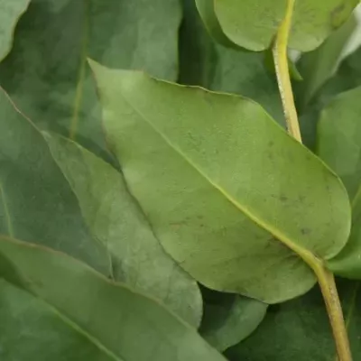 EUCALYPTUS ROBUSTA