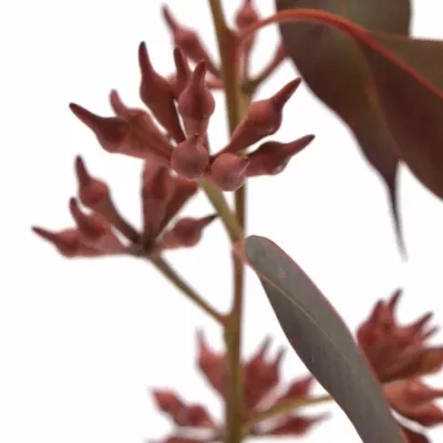 EUCALYPTUS ROBUSTA BERRIES RED