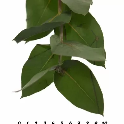 EUCALYPTUS ROBUSTA