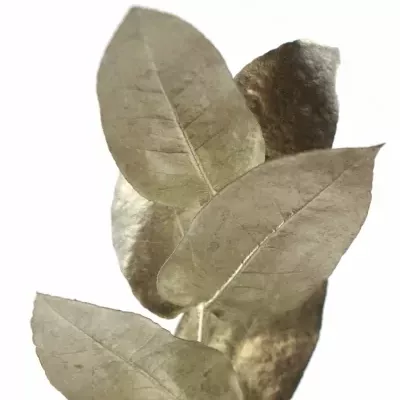 EUCALYPTUS ROBUSTA PLATINUM