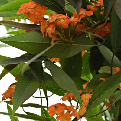 Euphorbia  FULGENS QUEEN OF ORANGE 50cm