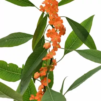 Euphorbia  FULGENS QUEEN OF ORANGE 50cm