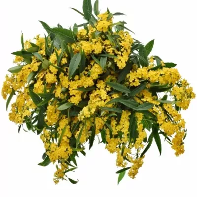 Euphorbia FULGENS CREAM YELLOW RIVER 70cm