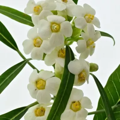 Euphorbia FULGENS QUICKSILVER 70cm