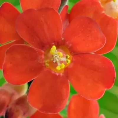 Euphorbia FULGENS RED SURPRISE 60cm