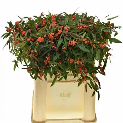 Euphorbia FULGENS RED SURPRISE 60cm