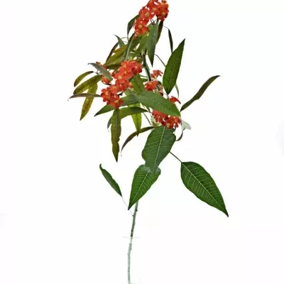 Euphorbia FULGENS RED SURPRISE 60cm