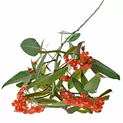 Euphorbia FULGENS RED SURPRISE 60cm