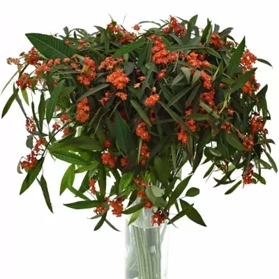 Euphorbia FULGENS RED SURPRISE 60cm