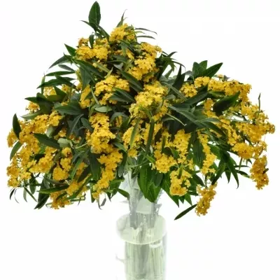 Euphorbia FULGENS YELLOW RIVER 70cm