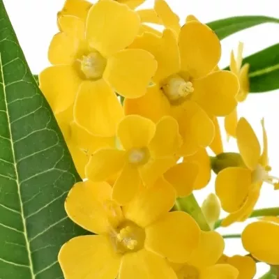 Euphorbia FULGENS YELLOW RIVER 70cm