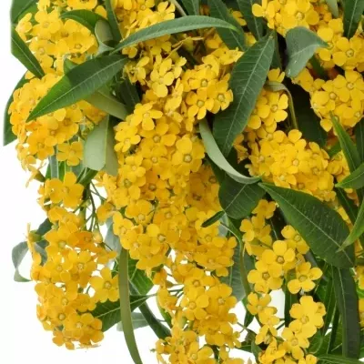 Euphorbia FULGENS YELLOW RIVER 70cm