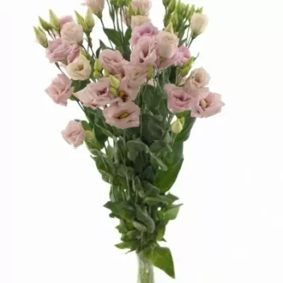 Eustoma E CLAIRE LIGHT PINK