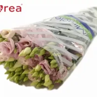 Eustoma E CLAIRE LIGHT PINK