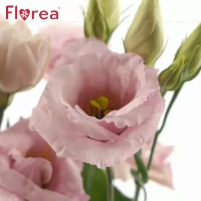 Eustoma E CLAIRE LIGHT PINK