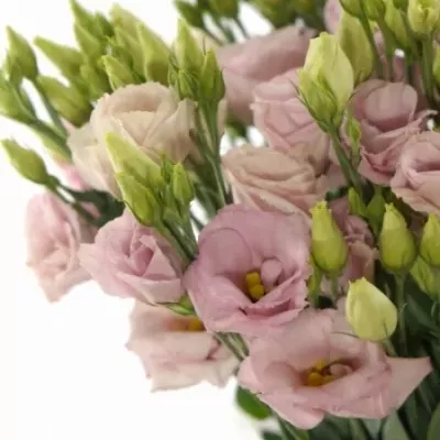 Eustoma E CLAIRE LIGHT PINK