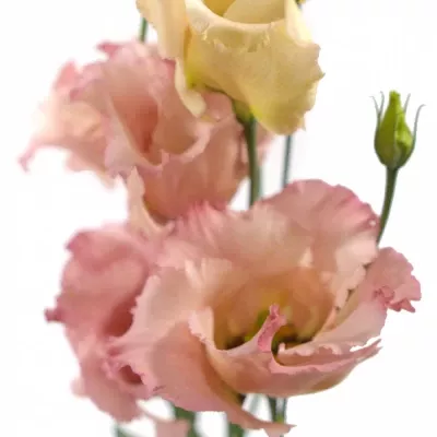 EUSTOMA E FALDA SALMON