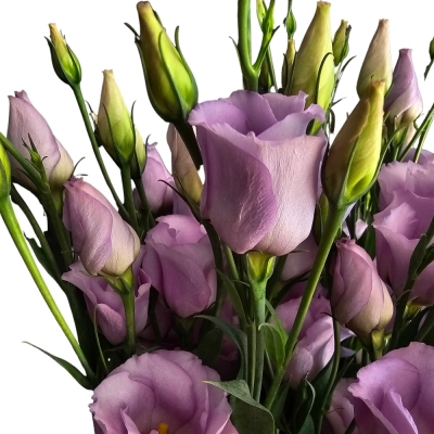 EUSTOMA E PICCO LAVENDER 70cm/5+