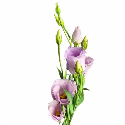 EUSTOMA E PICCO LAVENDER 70cm/5+