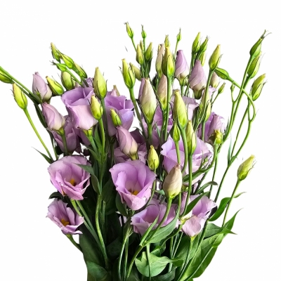 EUSTOMA E PICCO LAVENDER 70cm/5+