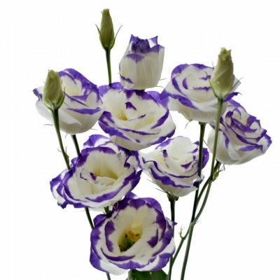 EUSTOMA EXCALIBUR BLUE PICOTEE