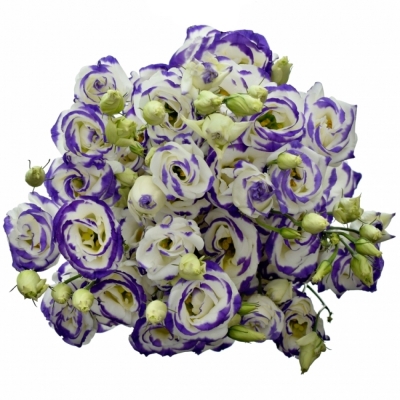 EUSTOMA EXCALIBUR BLUE PICOTEE