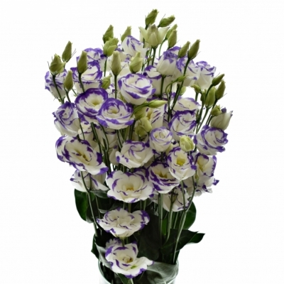 EUSTOMA EXCALIBUR BLUE PICOTEE