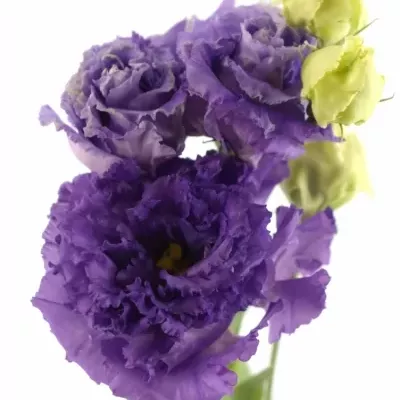 Eustoma G ALISSA BLUE