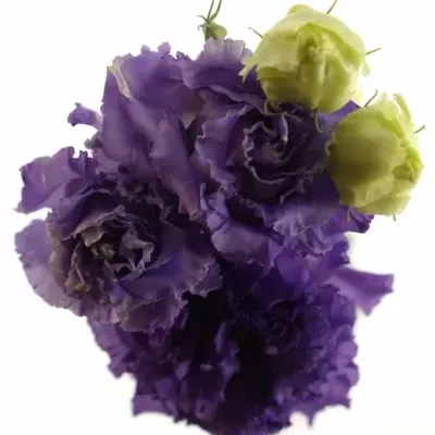 Eustoma G ALISSA BLUE