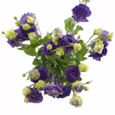 Eustoma G ALISSA BLUE