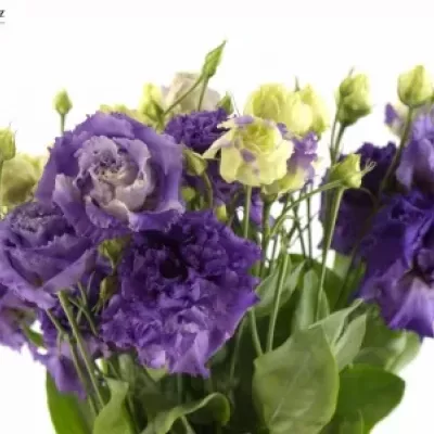 Eustoma G ALISSA BLUE