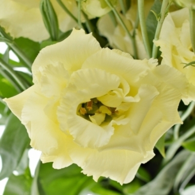 Eustoma G ALISSA YELLOW