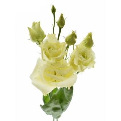 Eustoma G ALISSA YELLOW