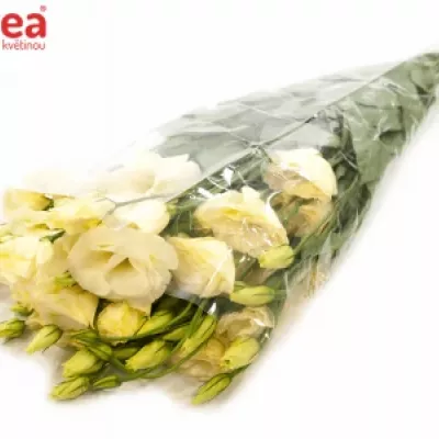 EUSTOMA G ARENA GOLD