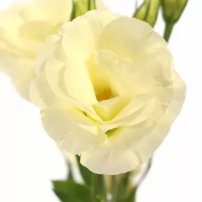 EUSTOMA G ARENA GOLD